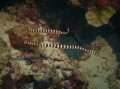 Banded Pipefish mates (male with eggs)